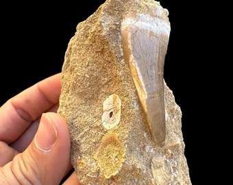 il_340x270.5881461574_pai5.jpg