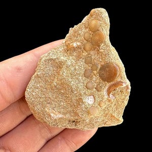 great Pycnodus sp. Fossil Fish mouthplate - cretaceous fish fossil - Authentic Prehistoric Specimen from Khouribga Phosphate Basins