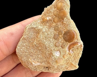 great Pycnodus sp. Fossil Fish mouthplate - cretaceous fish fossil - Authentic Prehistoric Specimen from Khouribga Phosphate Basins