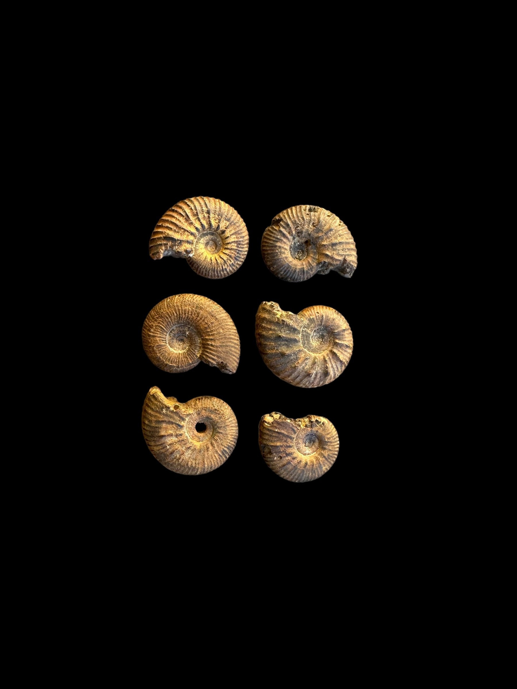 時代からの宝物: 古生物学コレクションを充実させるモロッコ産