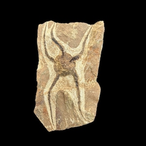 Bel fossile di stella marina croccante marocchino del periodo Ordoviciano, epoca Ordoviciano (Ordoviciano, 488-433 milioni di anni) dal Marocco