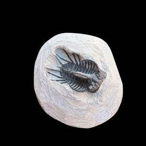 希少なコネプルシア・ブルトーニ三葉虫化石（母岩入り）｜モロッコ産