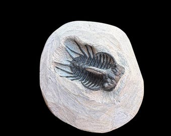 素晴らしい巻き三葉虫化石ファコプス – モロッコ産デボン紀の本物の
