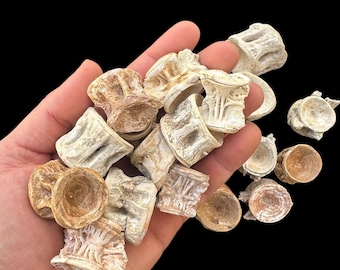 エンコドゥス椎骨化石20個 – モロッコ産白亜紀魚類骨 – 天然海洋化石