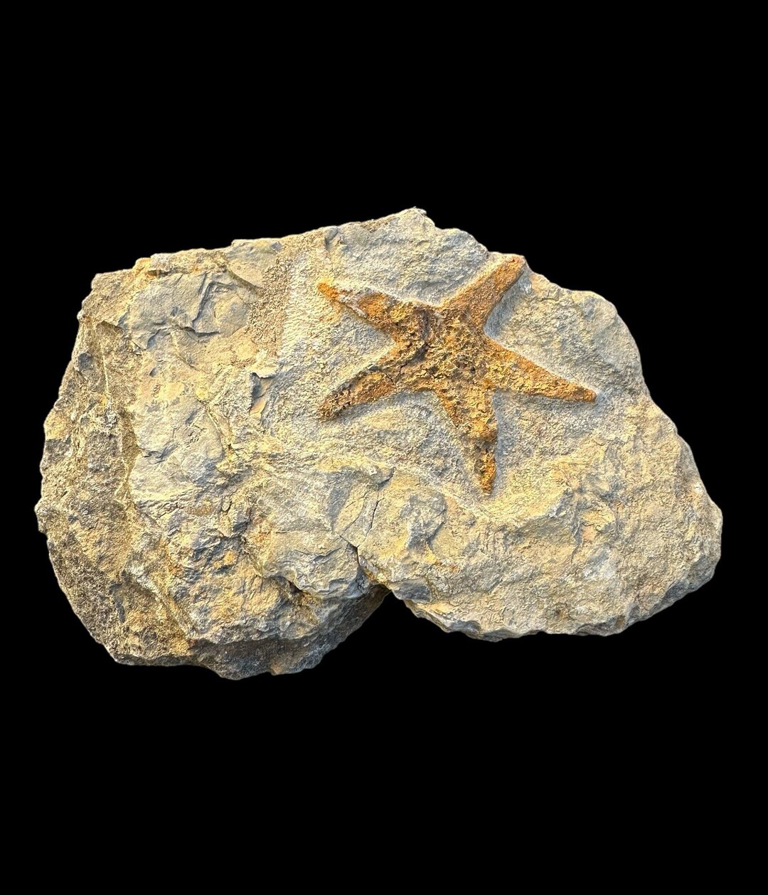 Top Quality Brittle Starfish Fossil on Matrix ordovician, 488 433
