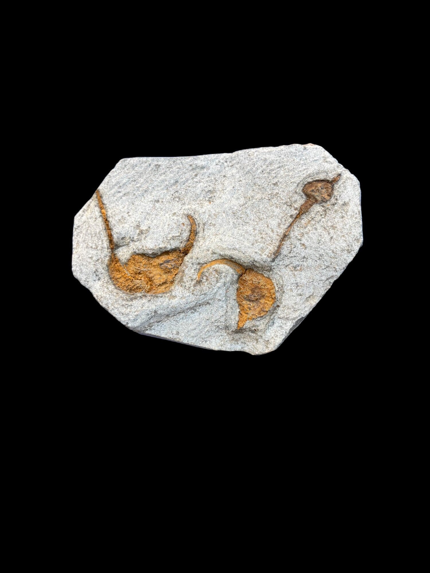 美品！モロッコjorf 半透明を含むStruveaspisの群生　希少　化石 古生代の奇妙な生物の化石が続々、驚きの国モロッコ（三上智之／古生物