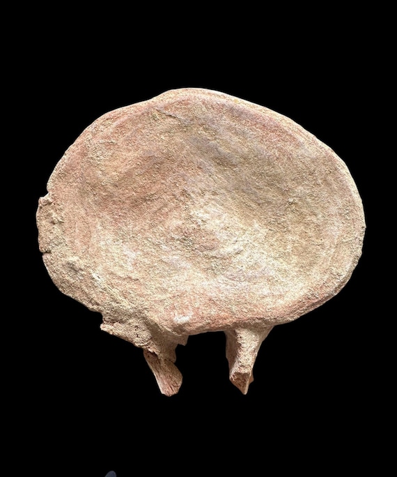 モロッコのプレシオサウルスの脊椎　化石　恐竜 棘あり！プレシオサウルス(エラスモサウルス)の椎骨化石【Plesiosaurus