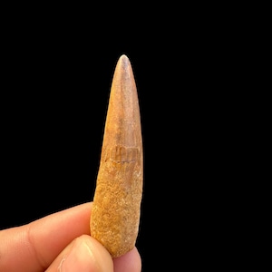 Extraordinary Spinosaurus Tooth, Cretaceous Dinosaur, 112 to 93.5 million years old, Dino tooth from Morocco