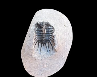 希少なコネプルシア・ブルトーニ三葉虫化石（母岩入り）｜モロッコ産