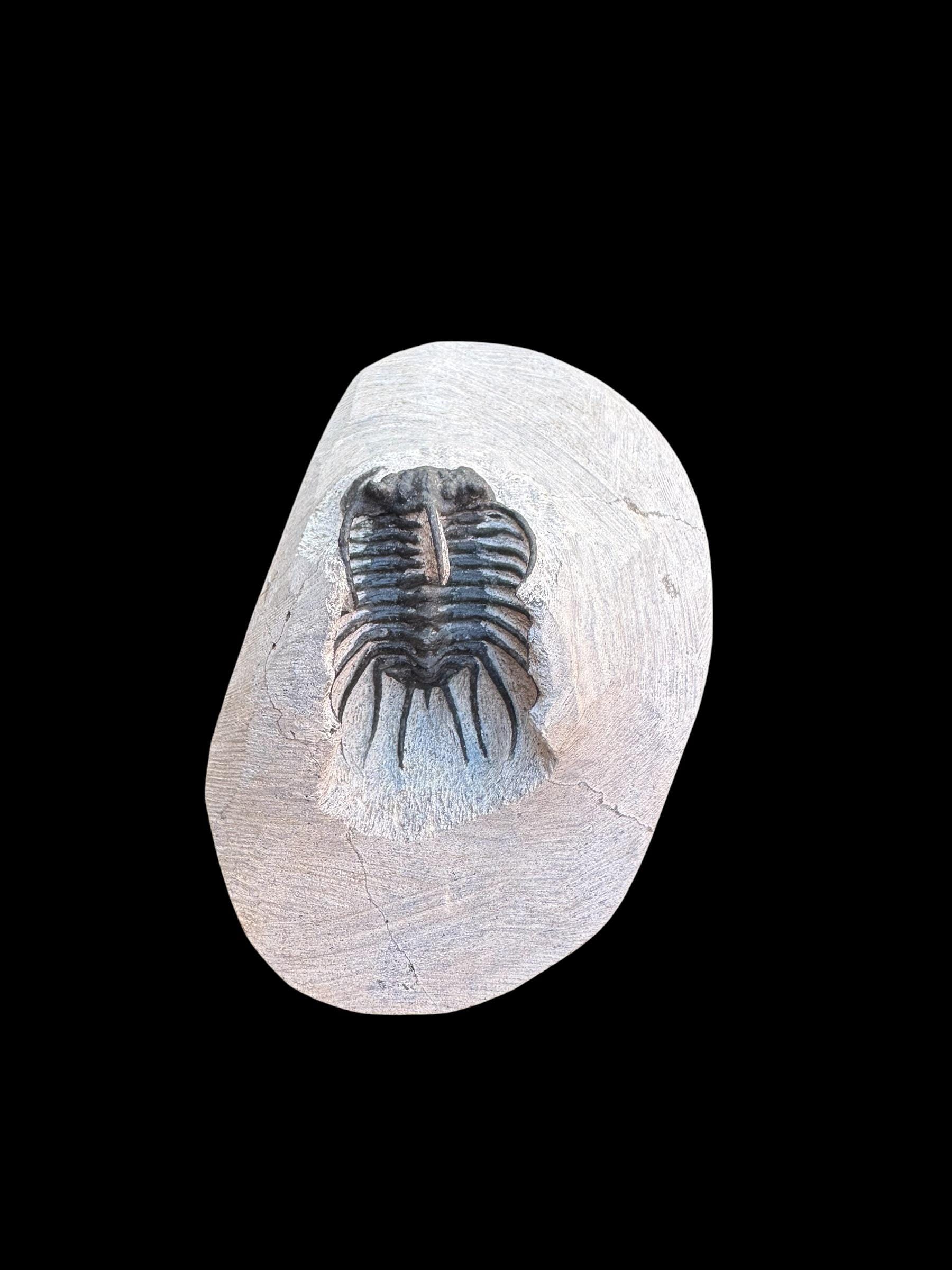 希少なコネプルシア・ブルトーニ三葉虫化石（母岩入り）｜モロッコ産