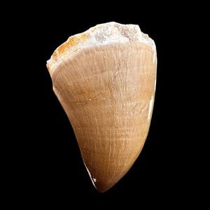 Cretaceous Predator Relic - Beautiful Mosasaurus Tooth Fossil - Big dinosaur tooth reptile tooth from Morocco