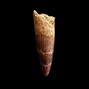 Bellissimo fossile di dente di Spinosauro – Esemplare di dinosauro di prima qualità – Fossile di dinosauro raro da 112 a 93,5 milioni di anni