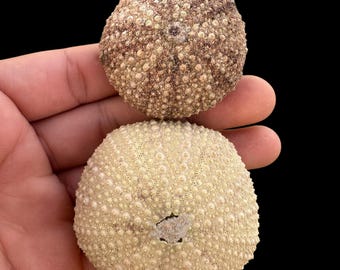 素晴らしい化石ウニ 7 個セット – モロッコ産の本物の先史時代の標本
