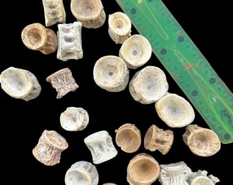 エンコドゥス椎骨化石20個 – モロッコ産白亜紀魚類骨 – 天然海洋化石