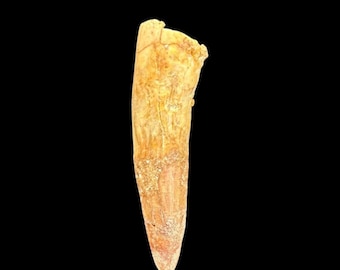 スピノサウルスの歯、実物化石、白亜紀恐竜、1億1200万～9350万年前