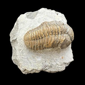 Puede incluir: Un trilobite fosilizado, un artrópodo marino prehistórico, preservado en una roca gris clara. El trilobite es marrón y tiene un exoesqueleto segmentado.