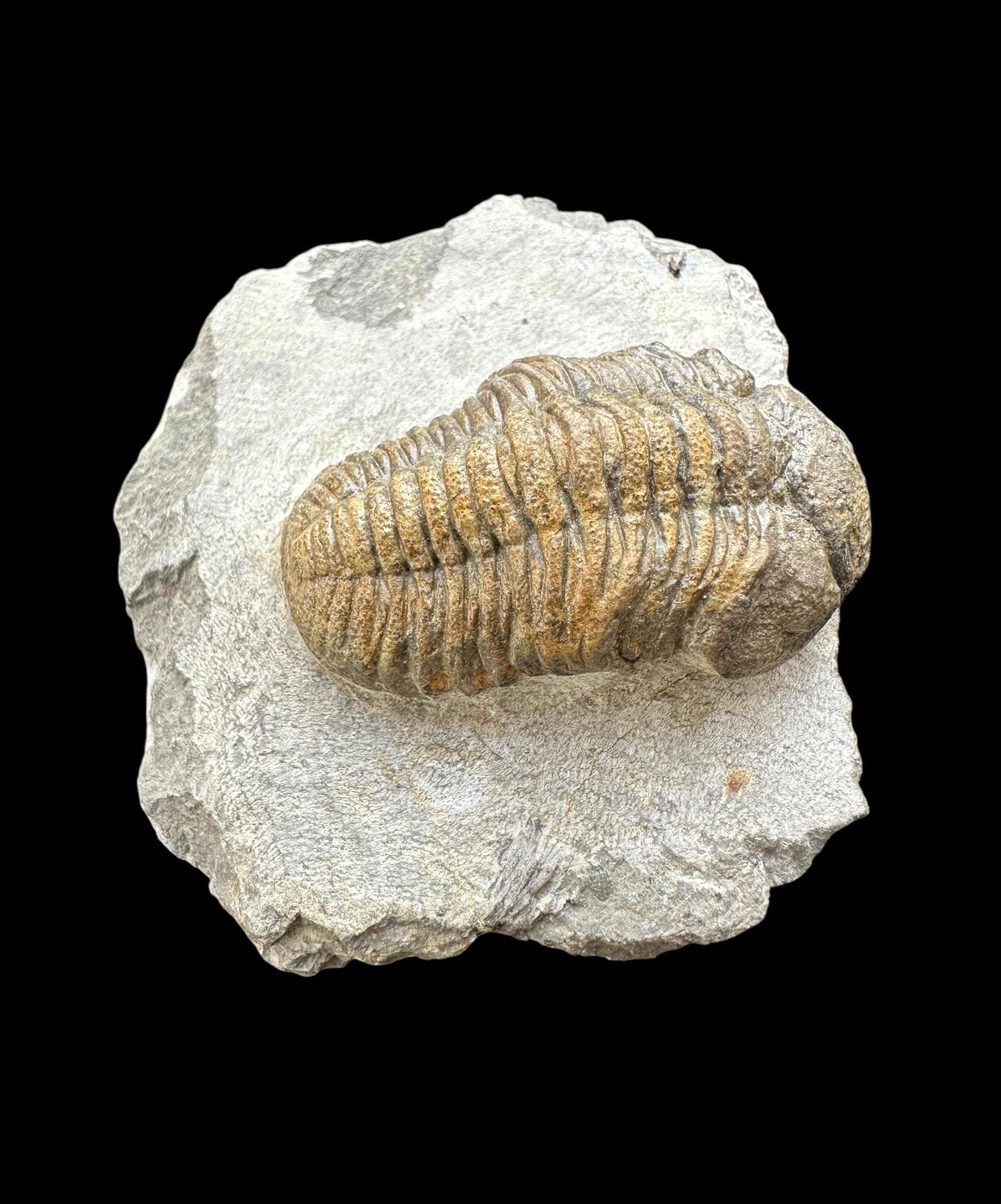 素晴らしい品質のリードゥプス三葉虫化石 - デボン紀の三葉虫 - デボン