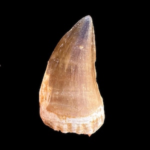 Fossilized Mosasaurus Tooth - Ancient Predator from the Cretaceous - Big dinosaur tooth reptile tooth from Morocco