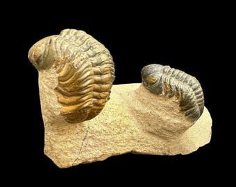 本物のファコピダ三葉虫化石（32.6 グラム） - Etsy 日本