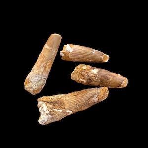 Awesome set of 4 Authentic Spinosaurus Dinosaur Teeth – Fossil Collector&#39;s Dream, Cretaceous Dinosaur tooth, 112 to 93.5 million years old