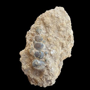 Amazing Pycnodus sp. Fossil Fish mouthplate - cretaceous fish fossil - Authentic Prehistoric Specimen from Khouribga Phosphate Basins