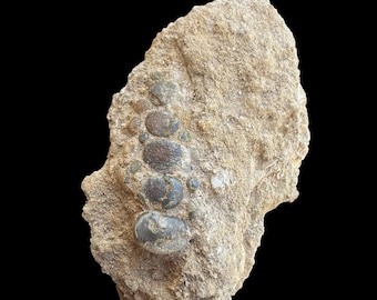 Amazing Pycnodus sp. Fossil Fish mouthplate - cretaceous fish fossil - Authentic Prehistoric Specimen from Khouribga Phosphate Basins