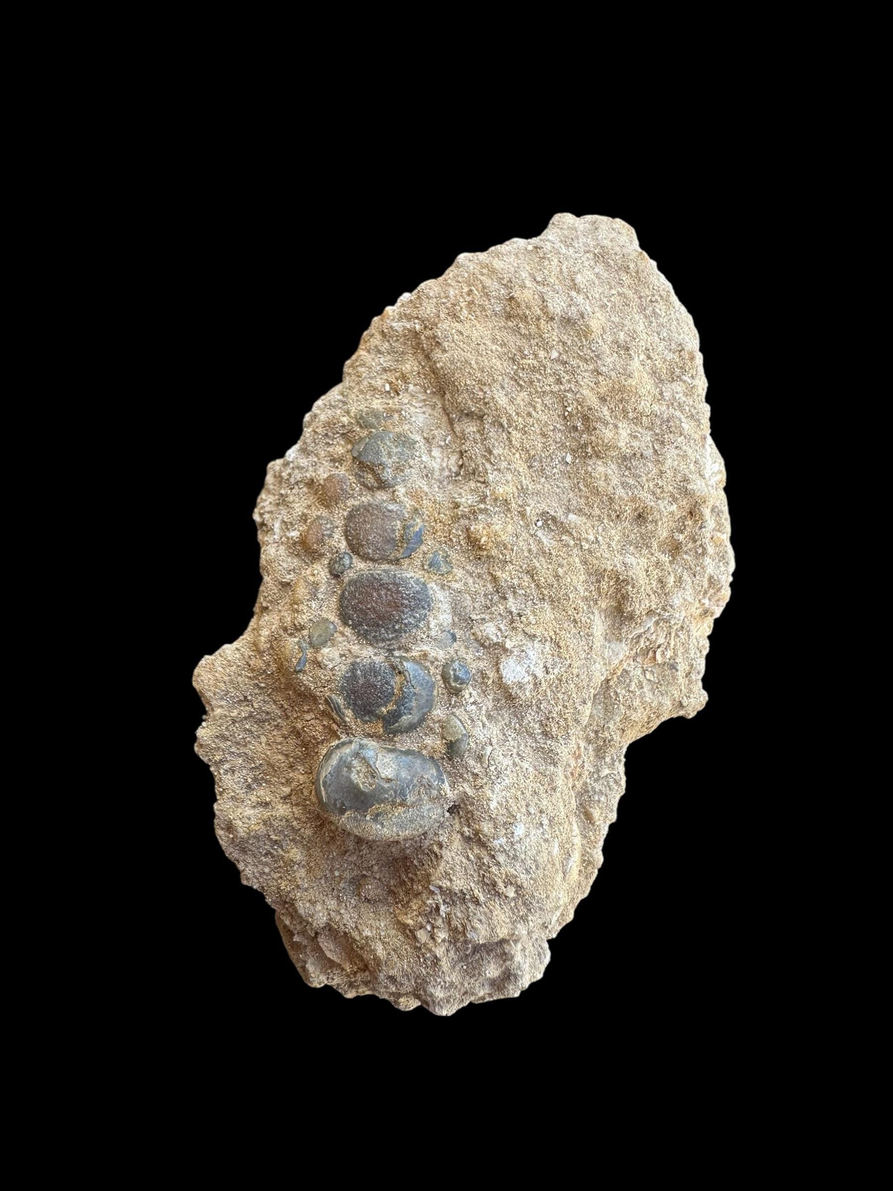 驚くべきピクノドゥス属の化石魚の口板 - 白亜紀の魚の化石