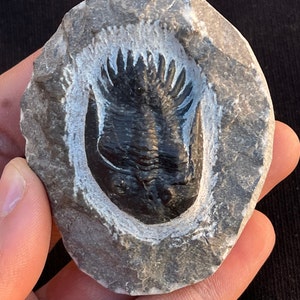Fossil Cornuproetus Trilobite From the Moroccan Sahara
