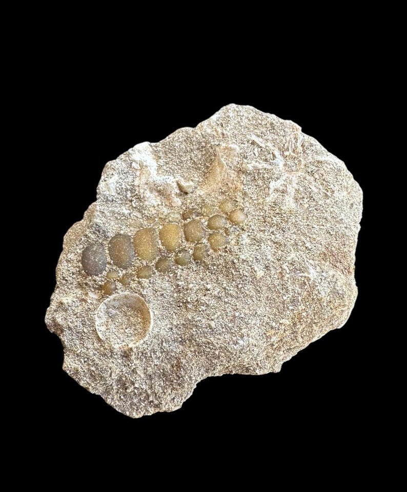 Original Pycnodus Sp. Fossil Fish Mouthplate - Cretaceous Fish Fossil ...