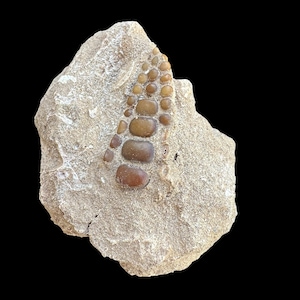 Rare Pycnodus sp. Fossil Fish mouthplate - cretaceous fish fossil - Authentic Prehistoric Specimen from Khouribga Phosphate Basins, Morocco