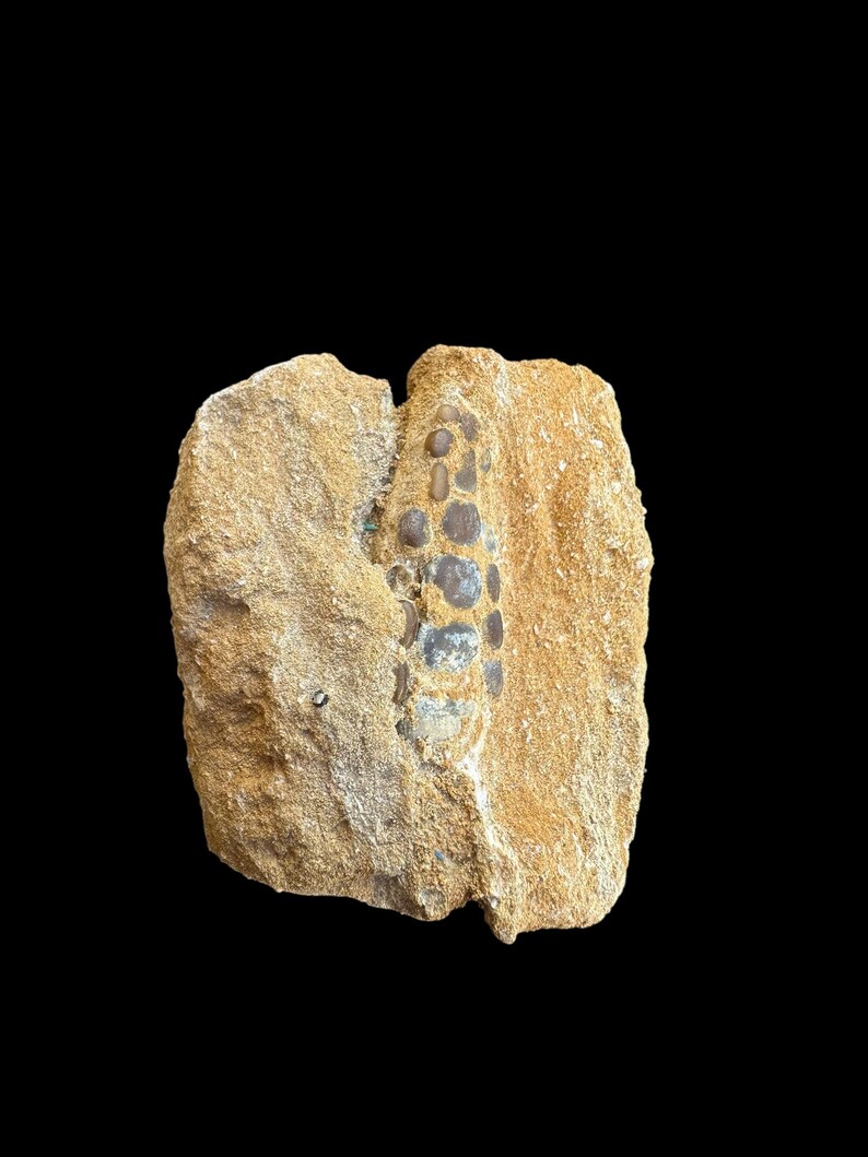 Authentic Pycnodus Sp. Fossil Fish Mouthplate - Cretaceous Fish Fossil ...