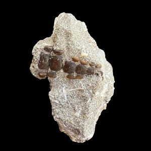 Genuine Pycnodus sp. Fossil Fish mouthplate - cretaceous fish fossil - Authentic Prehistoric Specimen from Khouribga Phosphate Basins