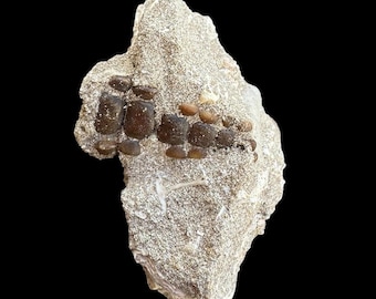 Genuine Pycnodus sp. Fossil Fish mouthplate - cretaceous fish fossil - Authentic Prehistoric Specimen from Khouribga Phosphate Basins