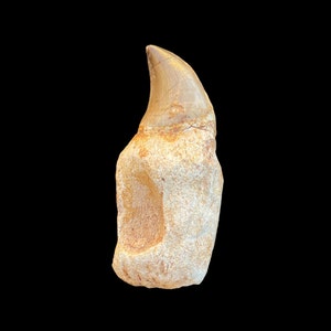 Top quality Mosasaurus tooth in its root from Morocco, Fossilized Dino tooth from Morocco