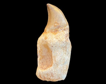 Top quality Mosasaurus tooth in its root from Morocco, Fossilized Dino tooth from Morocco