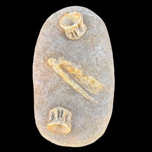 Enchodus Fossil Duo: Vertebrae Embedded in Matrix with Bone Specimen - Explore Prehistoric Treasures