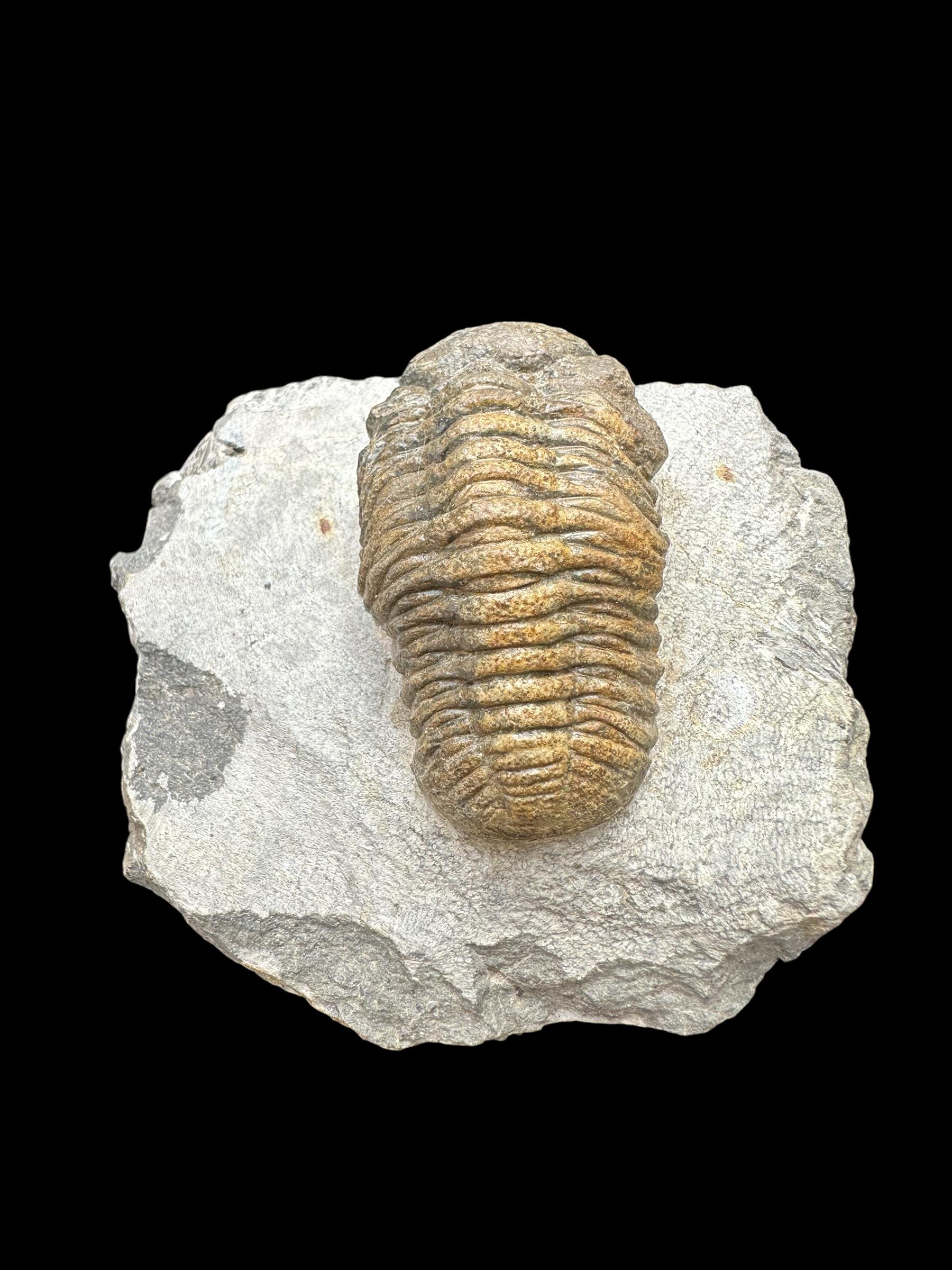 素晴らしい品質のリードゥプス三葉虫化石 - デボン紀の三葉虫 - デボン