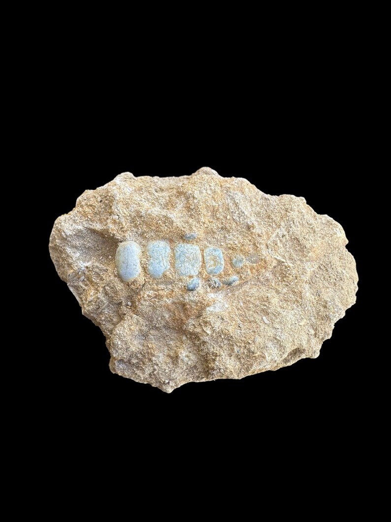 Nice Pycnodus Sp. Fossil Fish Mouthplate - Cretaceous Fish Fossil ...