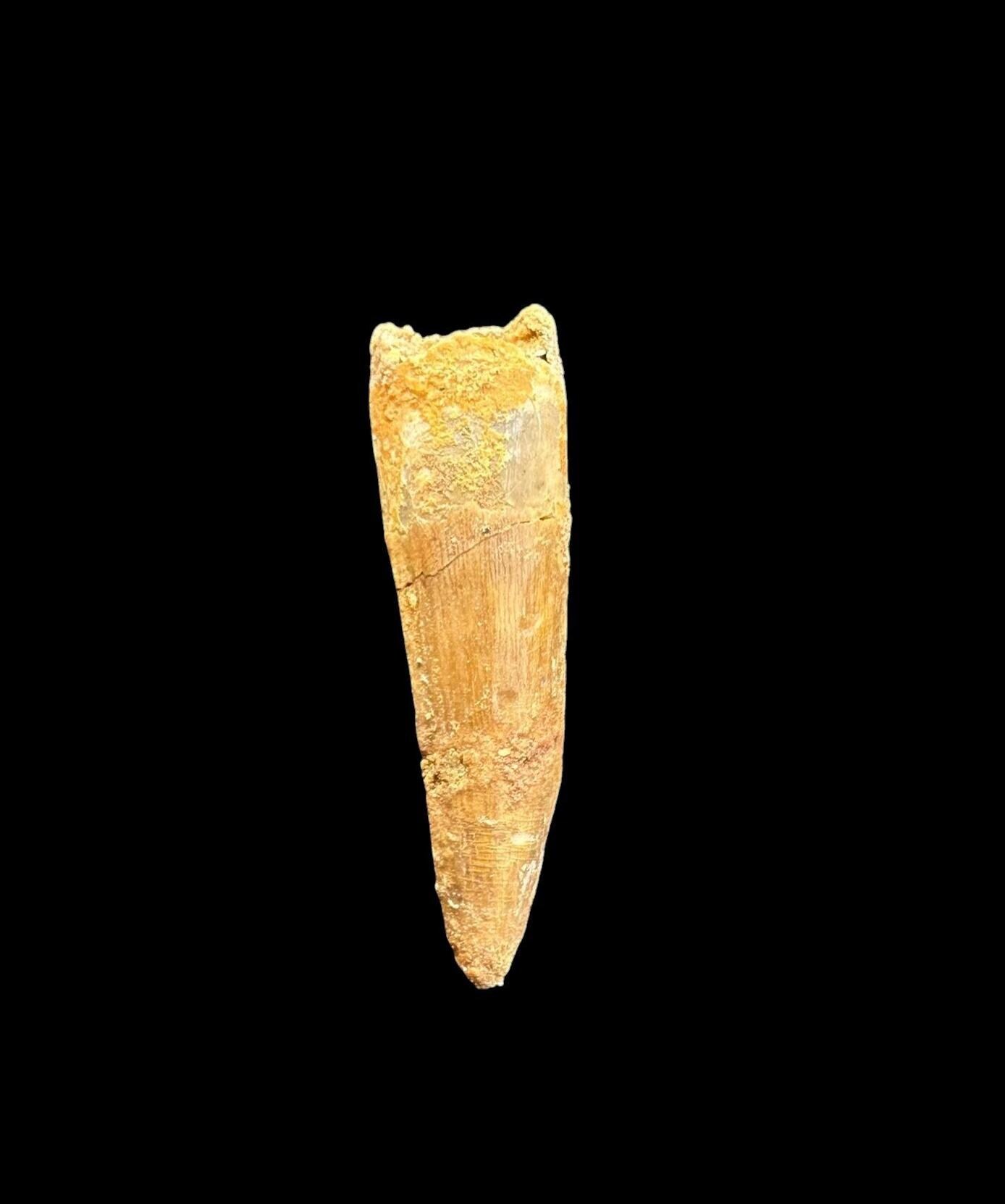 Spinosaurus tooth - Etsy 日本