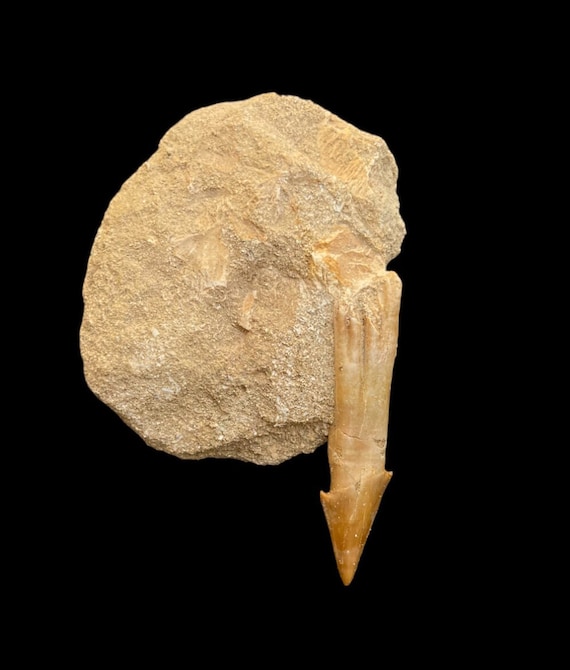 ノコギリエイ オンコサウルス Onchosaurus・2 （モロッコ産化石標本