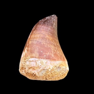 Fossil Mosasaurus Tooth - Iconic Predator of the Ancient Seas - Big dinosaur tooth reptile tooth from Morocco