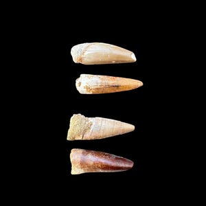 Great set of 4 Authentic Spinosaurus Dinosaur Teeth – Fossil Collector&#39;s Dream, Cretaceous Dinosaur tooth, 112 to 93.5 million years old