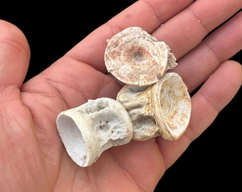 エンコドゥス椎骨化石20個 – モロッコ産白亜紀魚類骨 – 天然海洋化石