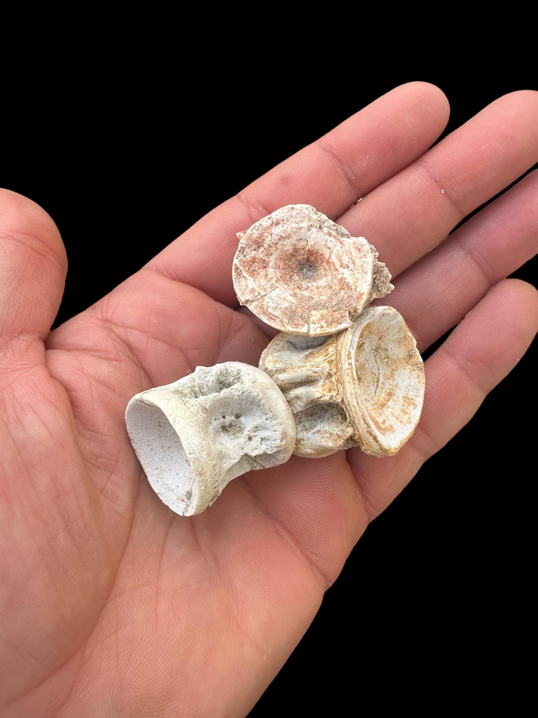 エンコドゥス椎骨化石20個 – モロッコ産白亜紀魚類骨 – 天然海洋化石