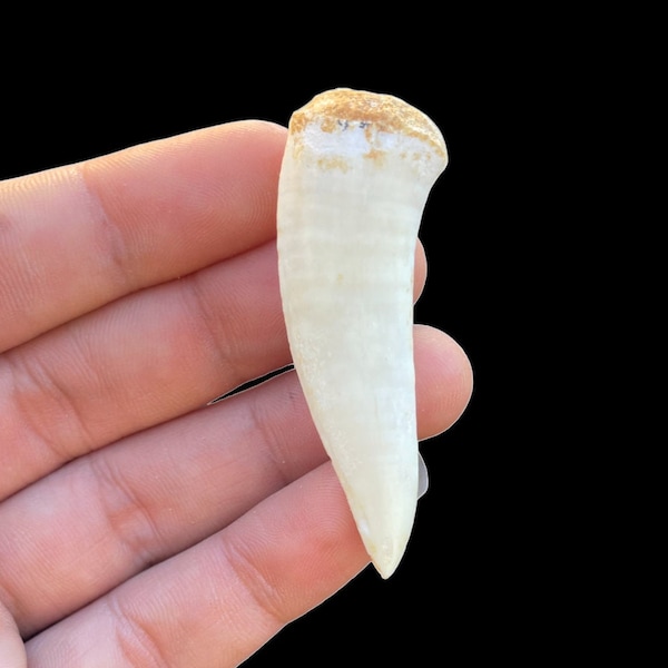 Enchodus Teeth - "Sabre" Toothed Fish - Lot of 3 ones, fish fossils, pendant