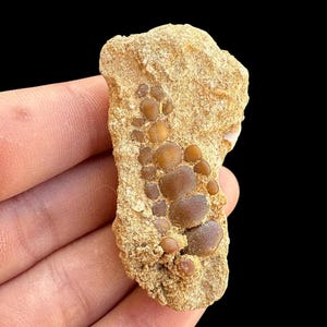 Sweet Pycnodus sp. Fossil Fish mouthplate - cretaceous fish fossil - Authentic Prehistoric Specimen from Khouribga Phosphate Basins
