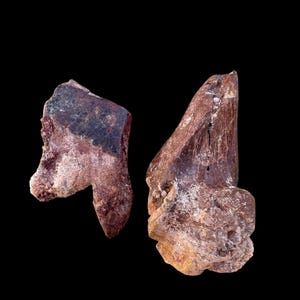 Pair of Unidentified Dinosaur Bones – Authentic Fossils from Kem Kem, Morocco