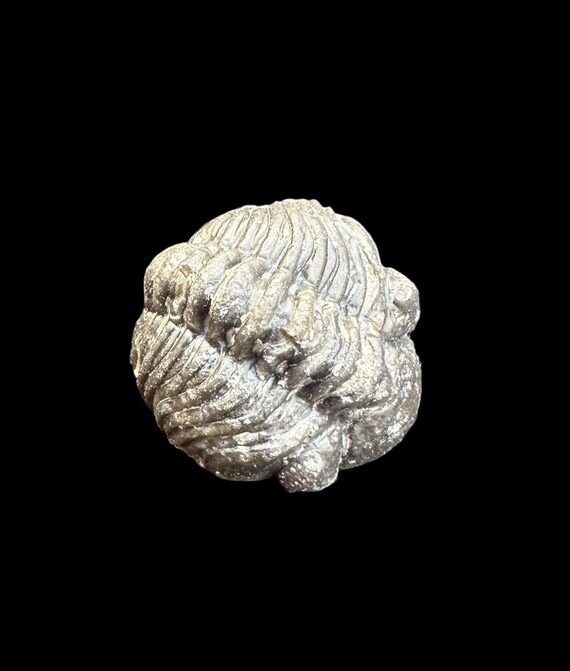 素晴らしい巻き三葉虫化石ファコプス – モロッコ産デボン紀の本物の