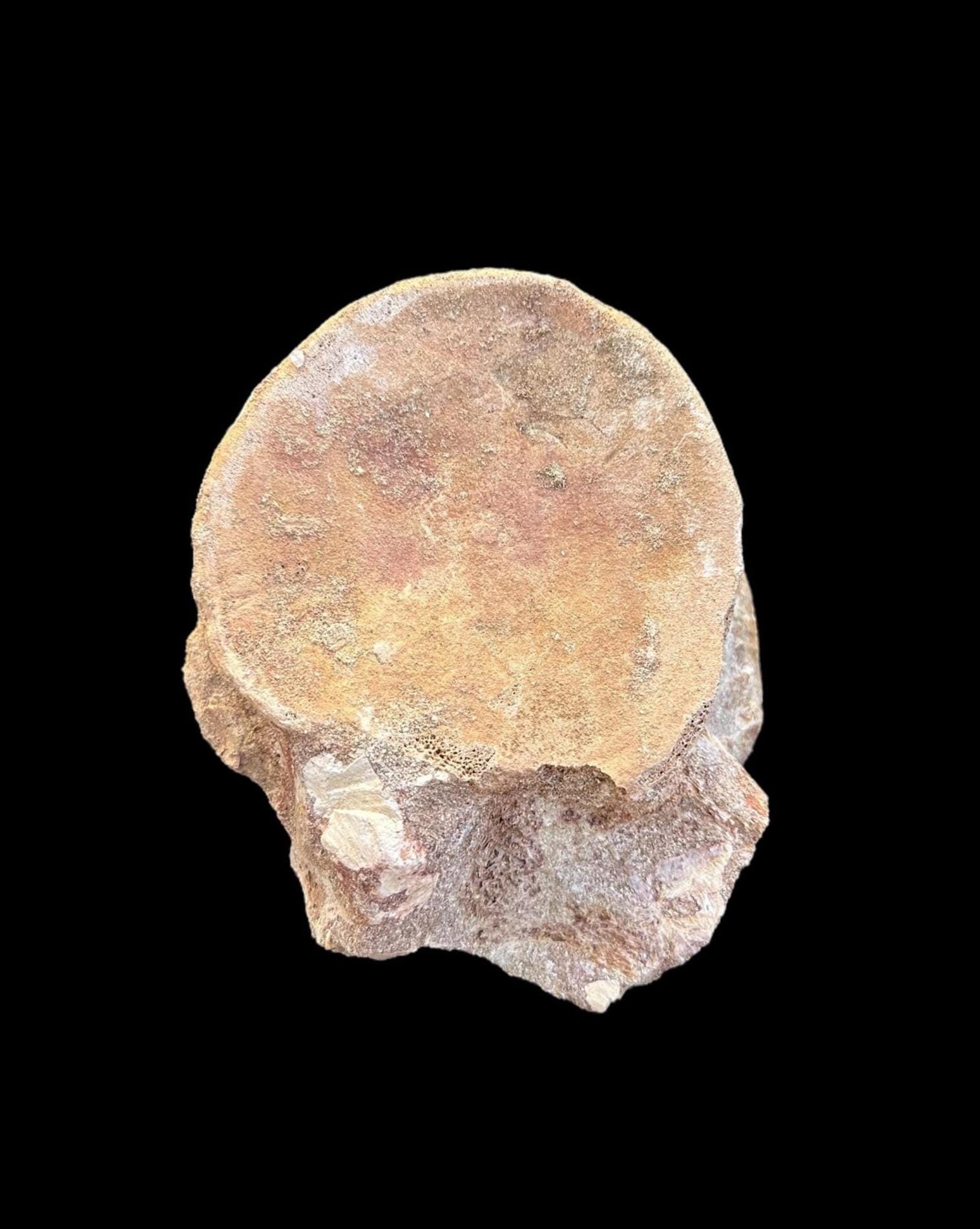 驚くべきプレシオサウルスの椎骨化石 - 先史時代の海生爬虫類