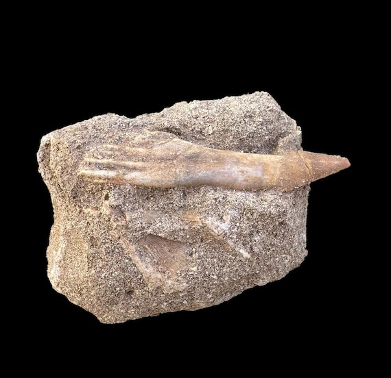 Lovely Sawfish Marvel: Genuine Cretaceous Onchosaurus Rostral Barb